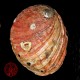 Abalone Rufescens naturelle 11/13cm pour fumigation à la sauge