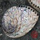 Trés belle Coquille Abalone semi-polie 16 à 17 cm pour fumigation et purification
