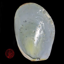 Coquillage Valve Clam Chinois 12/14cm pour fumigation