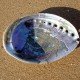 ormeau de Bretagne Abalone semi-polie 9 à 12cm pour fumigation et purification