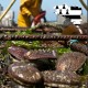 ormeau de Bretagne Abalone semi-polie 9 à 12cm pour fumigation et purification