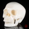 Très Grand 3.7 KG Crâne de jade blanc, crâne de cristal méditation